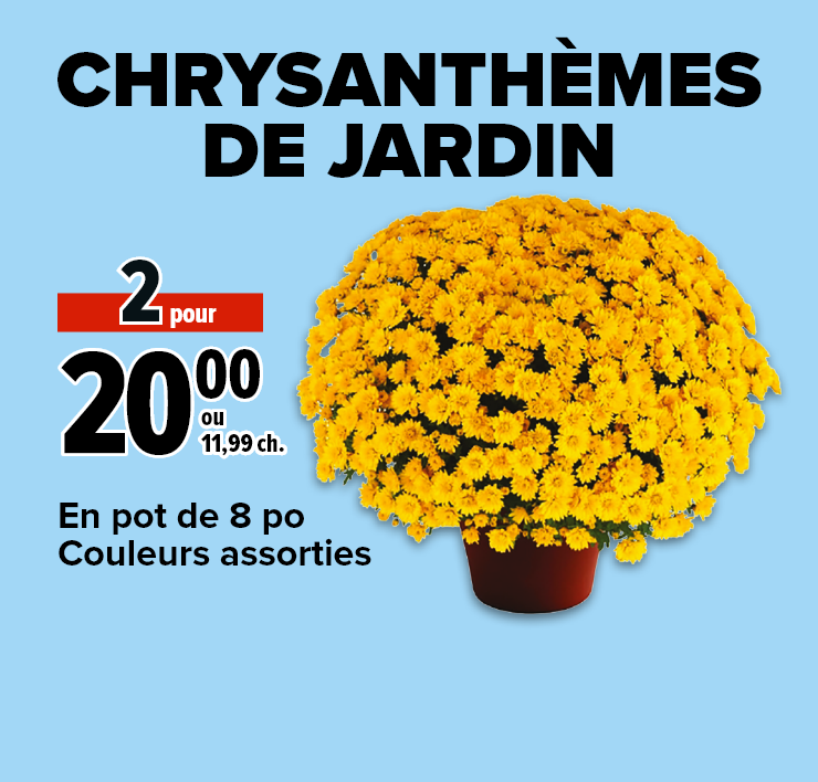 Chrysanthèmes de jardin. En pot de 8 po couleurs assorties.