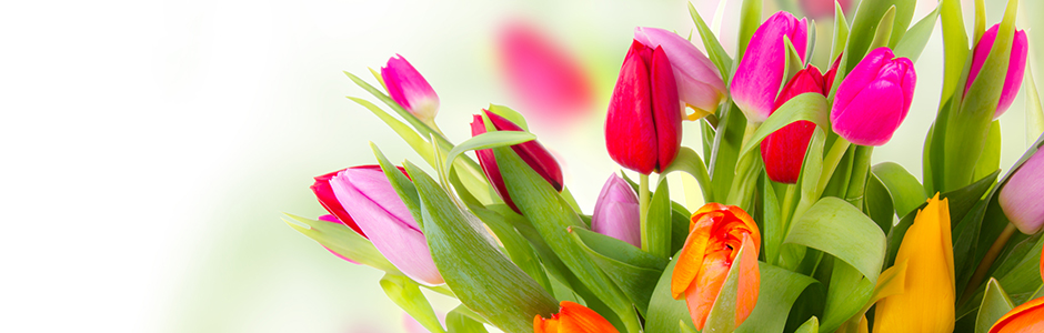 Fleurs pour Pâques