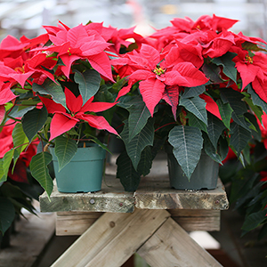 Poinsettias toute beauté