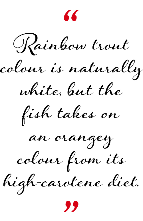 Rainbow trout colour is naturally white, but the fish takes on an orangey colour from its high-carotene diet.