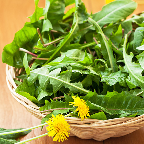 Légumes feuilles: Pissenlit