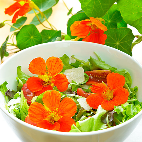 Légumes feuilles: Capucine