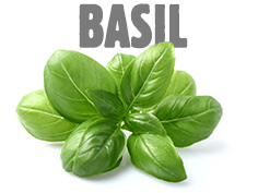 Basilic