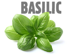 Basilic