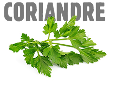 Coriandre