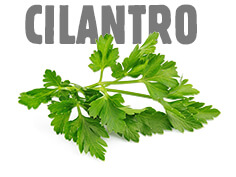 Cilantro