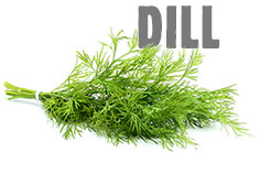 Dill