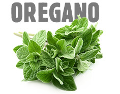 Oregano