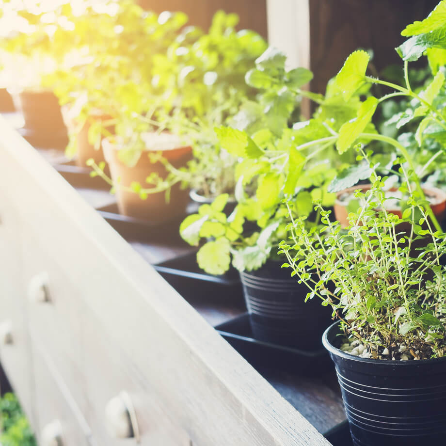 The gift that keeps on giving: Live plants