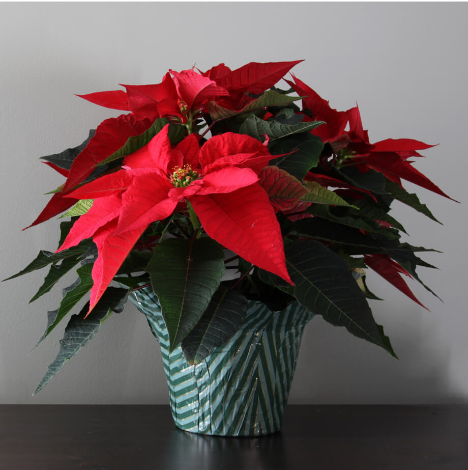 Poinsettia de Noël