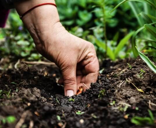 Conseils d'entretien des jardins par les experts